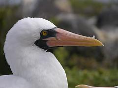 
Espanola has many Nazca, or masked, boobies. The masked booby has a long, stout neck and a strong, cone-shaped bill. Its plumage is mostly white, but its beak and surrounding skin are dark and brightly coloured.
